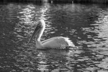 Alman Muensterland 'inde pelikan