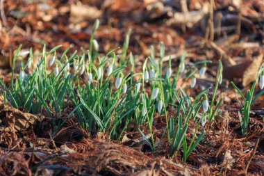 Alman Muensterland 'indeki küçük Weseke köyü.
