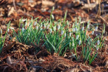 Alman Muensterland 'indeki küçük Weseke köyü.