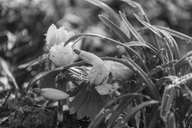Alman Muensterland 'indeki küçük Weseke köyü.