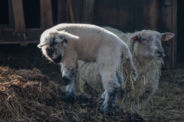Bahar zamanı Westphalia 'da koyunlar