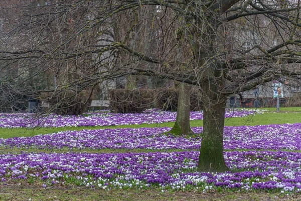 Aarhus şehrinde bahar geldi.