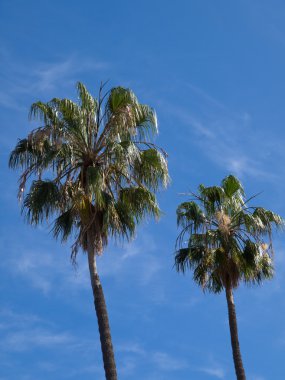 teneriffe Adası