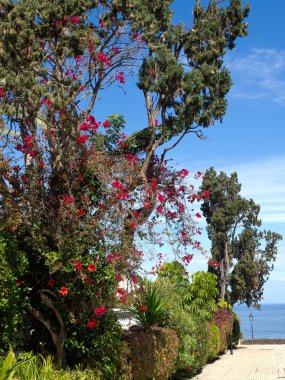 teneriffe siteleri