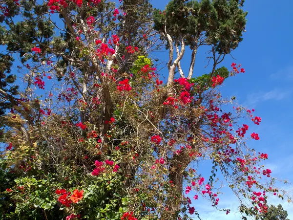 A ilha de teneriffe — Fotografia de Stock