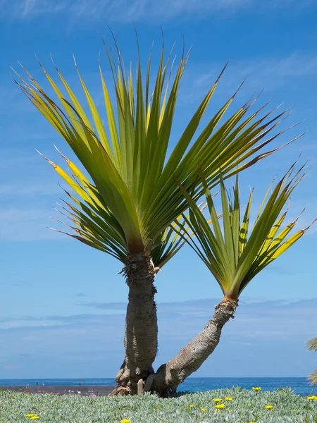 Sítios de teneriffe — Fotografia de Stock