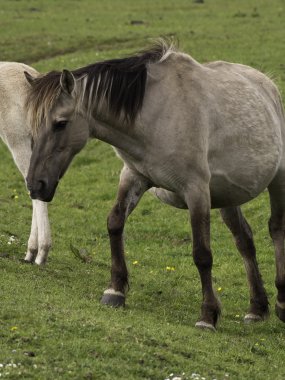 Almanya'da Vahşi atlar