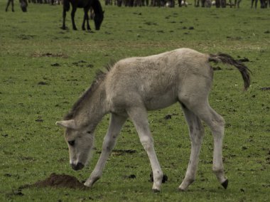Almanya'da Vahşi atlar