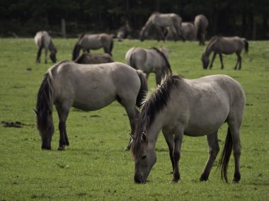 Almanya'da Vahşi atlar
