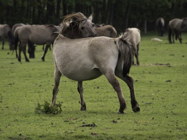 Almanya'da Vahşi atlar