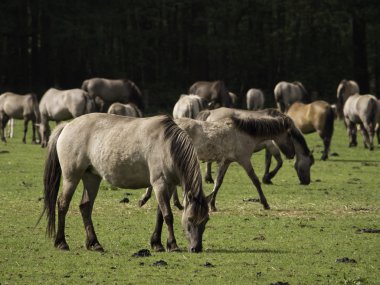 Almanya'da Vahşi atlar