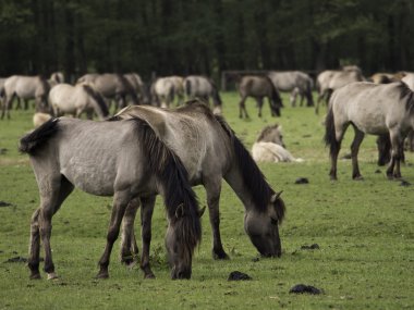 Almanya'da Vahşi atlar