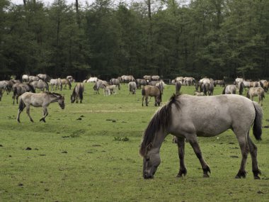 Almanya'da Vahşi atlar