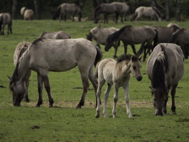 Almanya'da Vahşi atlar