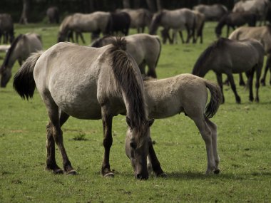 Almanya'da Vahşi atlar