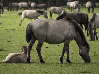 Almanya'da Vahşi atlar