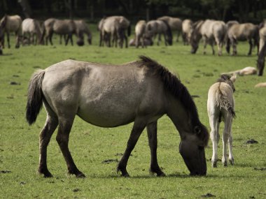 Almanya'da Vahşi atlar