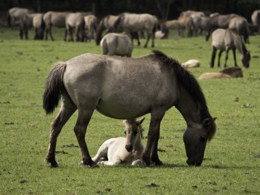 Almanya'da Vahşi atlar