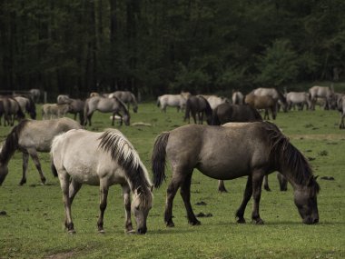 Almanya'da Vahşi atlar