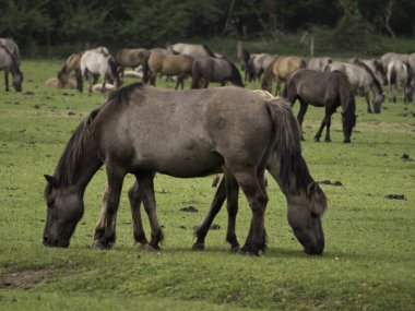 Almanya'da Vahşi atlar