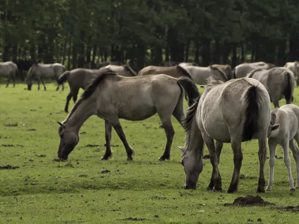 Wildpferde in Deutschland — Stockfoto