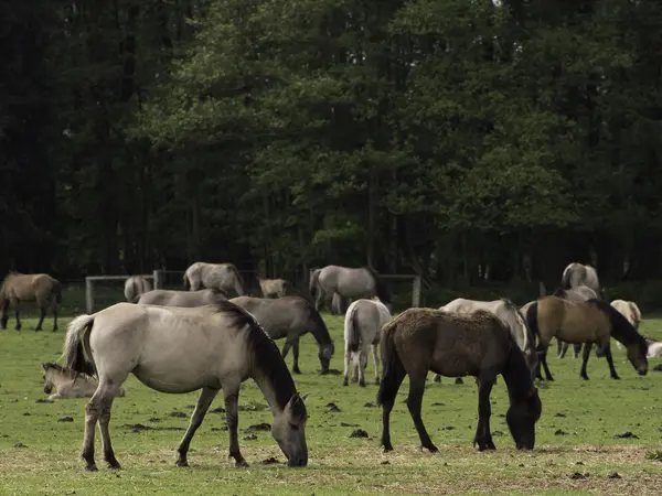 Vilda hästar i Tyskland — Stockfoto