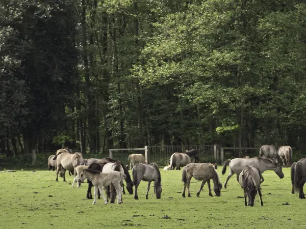 Vilda hästar i Tyskland — Stockfoto