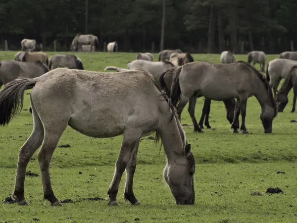 Wildpferde in Deutschland — Stockfoto