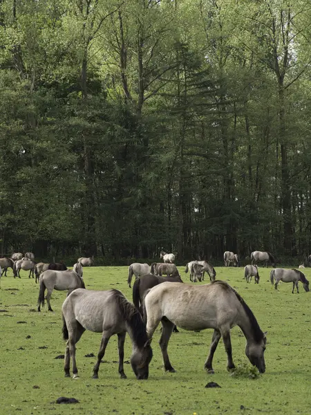 Vilda hästar i Tyskland — Stockfoto