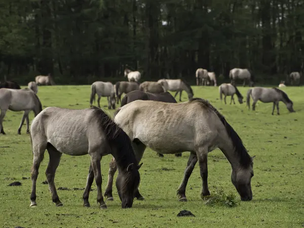 Wildpferde in Deutschland — Stockfoto