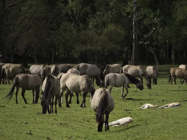 Cavalos selvagens na Alemanha — Fotografia de Stock