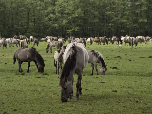 Wildpferde in Deutschland — Stockfoto