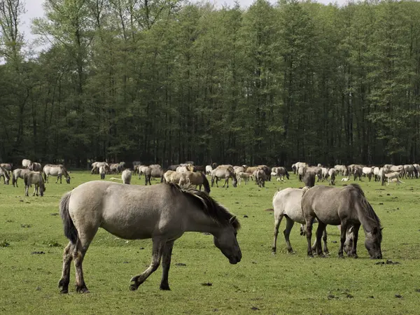 Wildpferde in Deutschland — Stockfoto