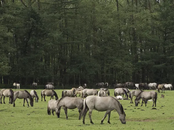 Άγρια άλογα στη Γερμανία — Φωτογραφία Αρχείου