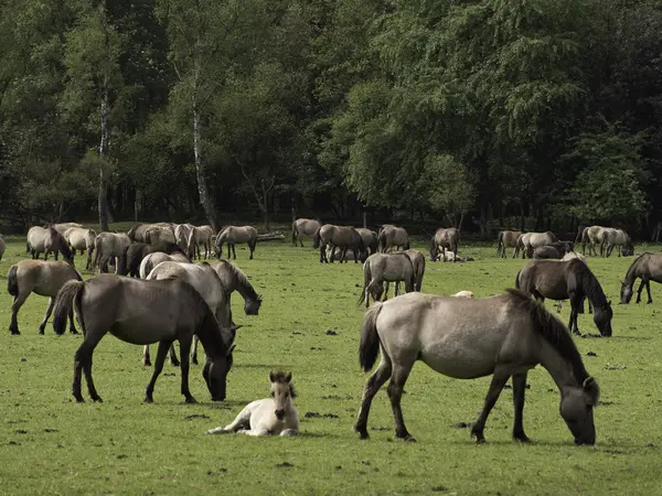 Cavalos selvagens na Alemanha — Fotografia de Stock