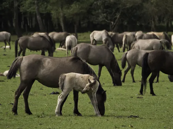 Wildpferde in Deutschland — Stockfoto