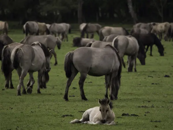 Wild horses in  germany — Stock Photo, Image