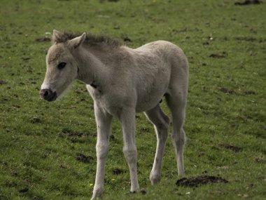 Almanya'da Vahşi atlar