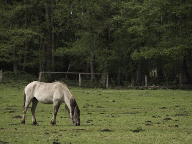 Almanya'da Vahşi atlar