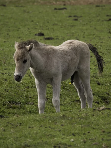 Wild horses in germany — Stock Photo, Image