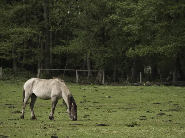 Wild horses in germany — Stock Photo, Image