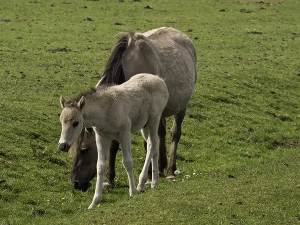 Wilde paarden in Duitsland — Stockfoto