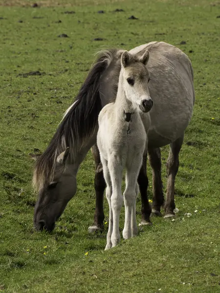 Wild horses in germany — Stock Photo, Image