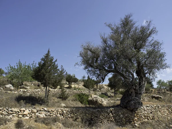 Isla de ibiza — Foto de Stock