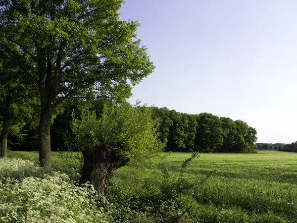 Schloss in Deutschland — Stockfoto