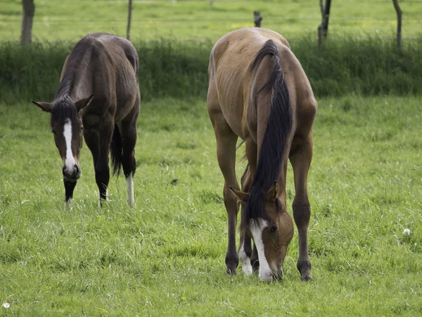 Hästar i Tyskland — Stockfoto