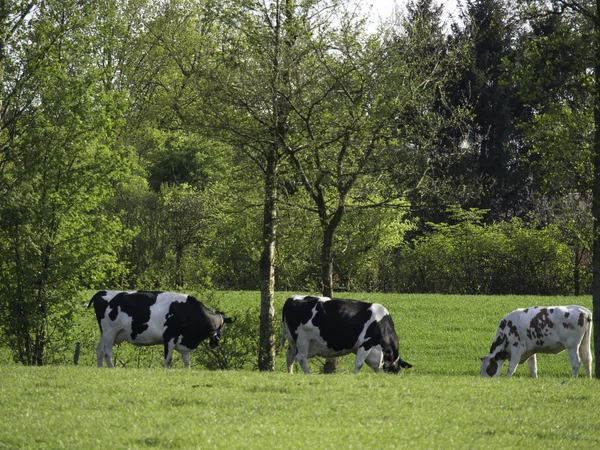 Kasteel van Raesfeld — Stockfoto