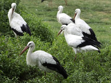 Almanya'da birçok leylek