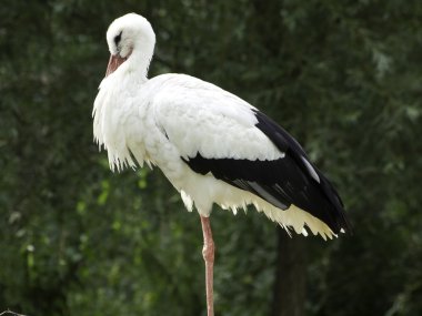 Almanya'da birçok leylek