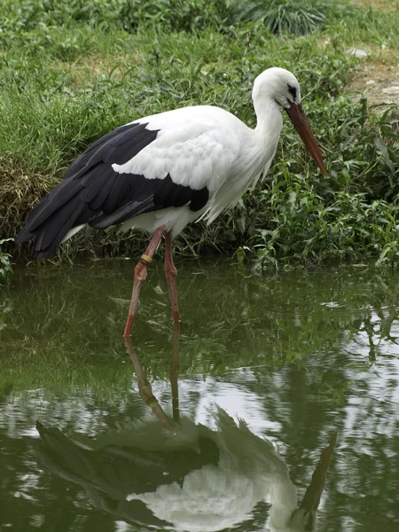 De nombreuses cigognes en Allemagne — Photo